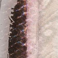 Black/Pink/Silver