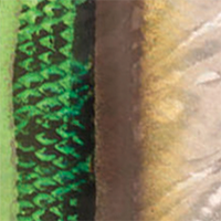 Green/Brown/Yellow