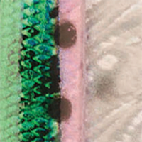 Rainbow Trout