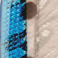 Sardine