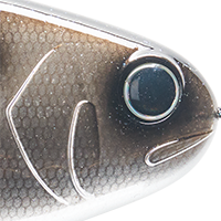 Gizzard Shad