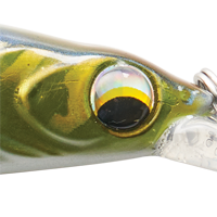 Tennessee Shad