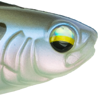 Clearwater Shad