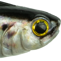 Live Shad
