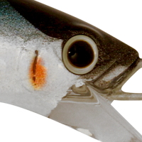 Blue Sardine