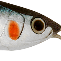 Blue Sardine