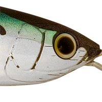 Green Mackerel