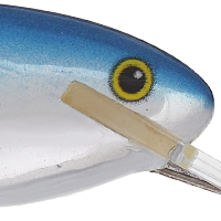 Red Tail Shiner