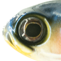 Perch Gill