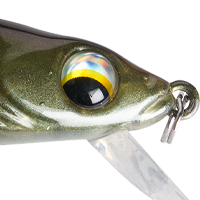 Yellow Perch