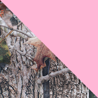 TrueTimber Kanati Mini/Pink