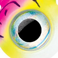 Pink Fire UV