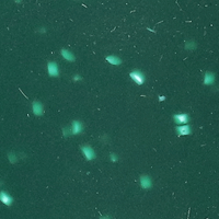 Speckled Green