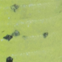 Chartreuse/Pearl Glow