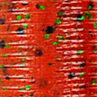 Pumpkin/Black Green Flake