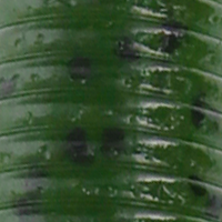 Fading Watermelon Black Flake