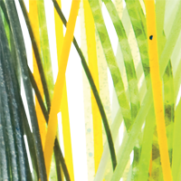 Chartreuse Sexy Shad