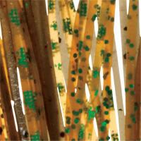 Watermelon Black/Pumpkin Green