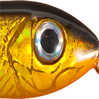 Golden Shiner