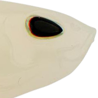 Albino