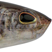 HD Gizzard Shad
