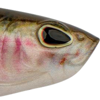 HD Rainbow Trout