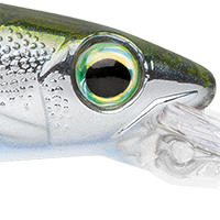 Metallic Moss Back Shiner