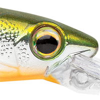 Metallic Yellow Perch
