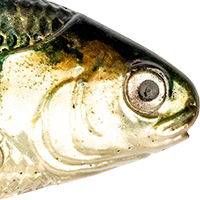 Blueback Herring