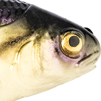 Fishbone