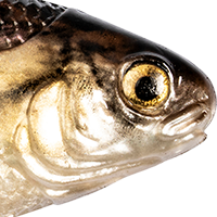 Gizzard Shad