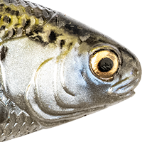 Mossback