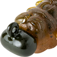 Brown Sphinx