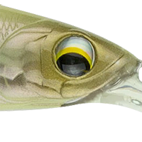 Spanish Bone