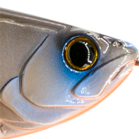 Live Bluegill