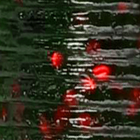 Watermelon/Red Flake