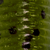 Green Pumpkin