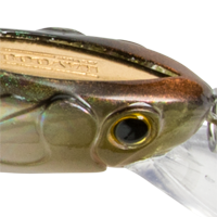 Copper Shad