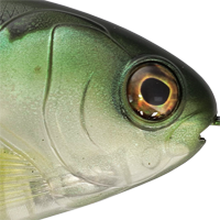 Green Gizzard