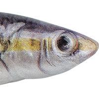 Black Shad