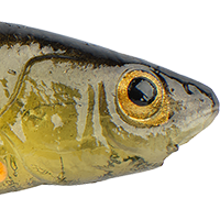 Ghost Perch