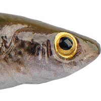 HD Goby