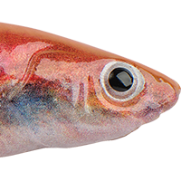 HD Rainbow Shiner