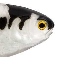 White/Albino