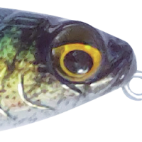 American Shad
