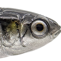Silver Mullet