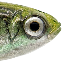 Green Silver Mullet