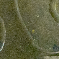 Bama Bug