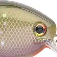 River Shiner