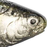 Threadfin Shad